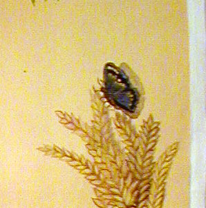 Papillon sur épis